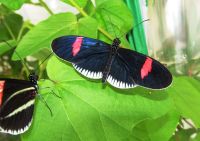 The red postman butterfly. 