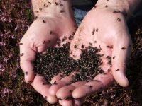 <p>Lindsay Smith with a handful of Heather beetles <em>Lochmaea suturalis</em></p>