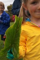 Student collecting an Arum lily