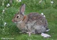 Rabbit, Isle of May. Image © Kev Drew