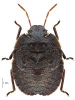 BODY LENGTH: About 7 mm. COLOUR: Dark brown nearly black; anterior corners of thorax extended towards eyes; thorax and wing pads with narrow pale brown outline; antennae dark brown to black, with segment 3 and base of segment 4 of paler brown.