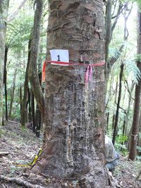 Fig. 1: Advancing  collar lesion up trunk of kauri tree, Twin Peaks Track, Huia Dam, west  Auckland.