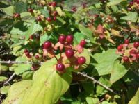 The tutsan weed in full fruit. Landcare Research has released two new insects to combat the weed. 