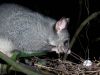 Possum predating a nest. Image - Nga Manu Images