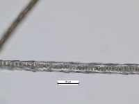 Guard hair medulla: Narrow aeriform lattice