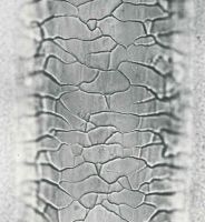 Guard hair scales mid/proximal shaft: Irregular mosaic, near to distant separation, smooth margins (magnification 468x)