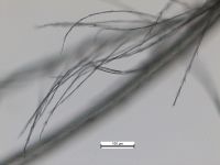 Detail of feather debri attached to hair