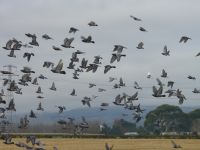 Figure a:  Flocks of pigeons over crops. 