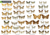 Otago moth identification sheet