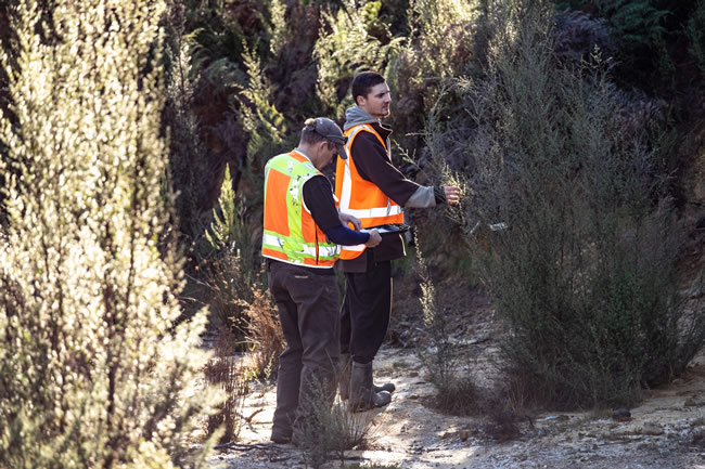 Morgan Coleman and intern Taina Ngarimu-Goldsmith selecting mānuka tree samples