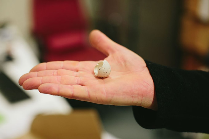 The fragile remains of a kōkako egg.