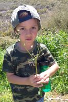 Student with sow-thistle. Photographed by a student of Wakaaranga Primary School