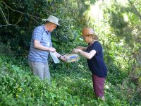 Hugh Gourlay with teacher Jackie Scoggins releasing tradescantia biocontrol beetles. Photo: Murray Dawson
