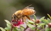 NZ Colony Loss Survey shows ongoing trend in overall honey bee colony loss