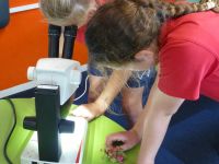 Leeston School students examining hydrangea through a microscope. Photo: Nicola