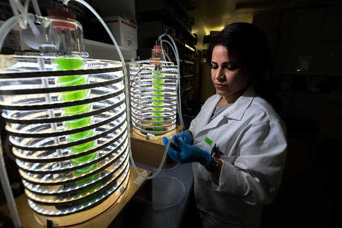 University of Canterbury PhD student Mehrnoush Tangestani using an LED-bioreactor to test the algae at the Manaaki Whenua Lincoln site. 