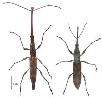 <h3 align=left><em>Lasiorhynchus barbicornis</em></h3>. <p align=left>Brentidae: Trachelizinae.<br>Endemic</p> 