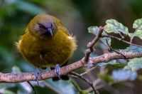 NZ Garden Bird Survey 