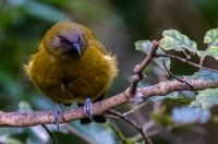 NZ Garden Bird Survey