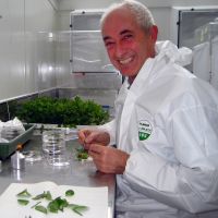 Lindsay rearing tradescantia beetles in containment.