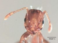 Fig. a: Antennae of <em>Solenopsis invicta</em> 