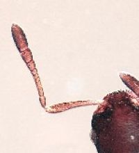 Fig. b: 12-segmented antennae