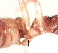 Fig. b: Subpetiole process of <em>Hypoponera punctissima</em>
