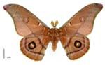 Adult gum emperor moth