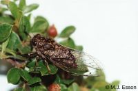 Chirping Cicada: <em>Amphipsalta strepitans </em>