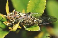 Greater Bronze Cicada: <em>Kikihia cauta</em>