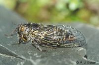 Yodelling Cicada: <em>Maoricicada clamitans</em>