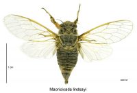 Lindsay's Cicada: <em>Maoricicada lindsayi</em> female