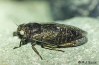 Wester Subnival Cicada: <em>Maoricicada nigra</em> 