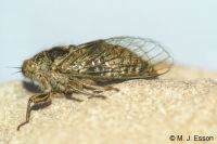 Northern Dusky Cicada: <em>Maoricicada tenuis</em>