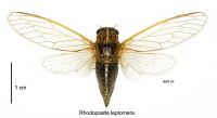 <em>Rhodopsalta leptomera</em> female