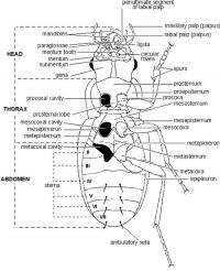 Carabidae, ventral view