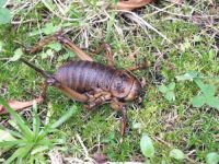 Giant weta. 