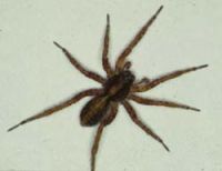 Wolf spider 