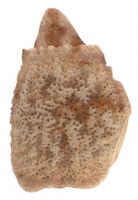 An egg of <em>Pseudoclitarchus sentus</em>. Image - B. Rhode