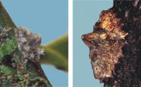 <em>Crystallotesta ornatella</em>. Left:  young adult female, reddish-brown colour. The two white spots are wax at the entrance to the breathing passages.  Right:  old female. Her body has shrunk to a small  lump at the head [head facing down the twig] after producing her young.