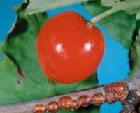 <em>Parthenolecanium corni</em>. Adult females on a small branch of cherry.