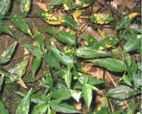 Leaf damage caused by chrysomelid beetles and <em>Kordyana<em> sp. 