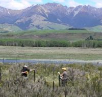 Monitoring biocontrol agents