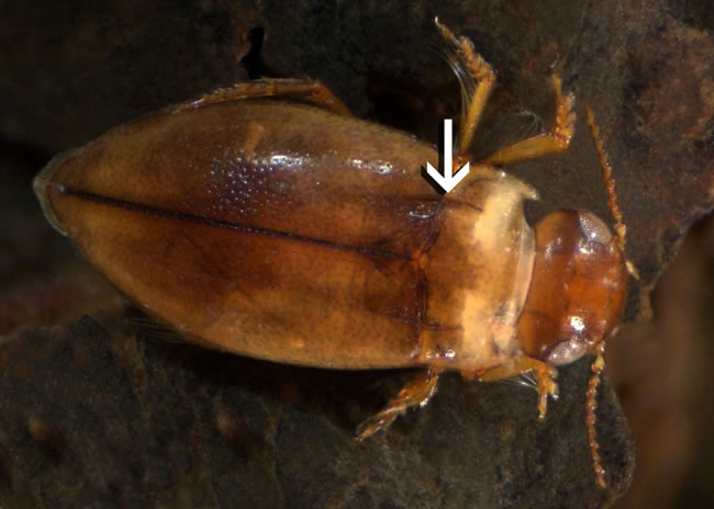 Diving beetle | Adult beetles | Manaaki Whenua - Landcare Research