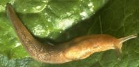 Bourguignat's slug, Limacidae: <em>Lehmannia nyctelia</em> (Bourguignat, 1861)