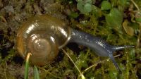 Drapamaud's glass snail, Zonitidae: <em>Oxychilus draparnaudi</em> (Beck, 1837)