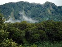 Rata forest. Image – John Hunt.