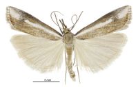 Orocrambus vulgaris (male). Crambidae: Crambinae. Endemic