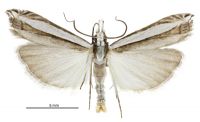 Bleszynskia malacelloides (male). Crambidae: Crambinae. Iimmigrant, temporarily establishing. Irregular migrant to NZ