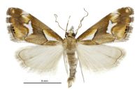 Glaucocharis interrupta (male). Crambidae: Crambinae. Endemic